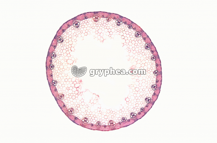 Tige de Graminée (Chaume) CT x7 - gryphea.com